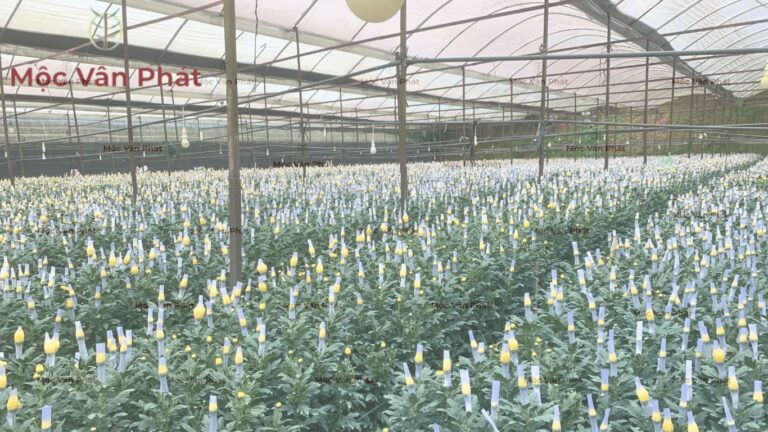 Nền trồng nhà kính Tại sao kiểm soát môi trường thôi là chưa đủ