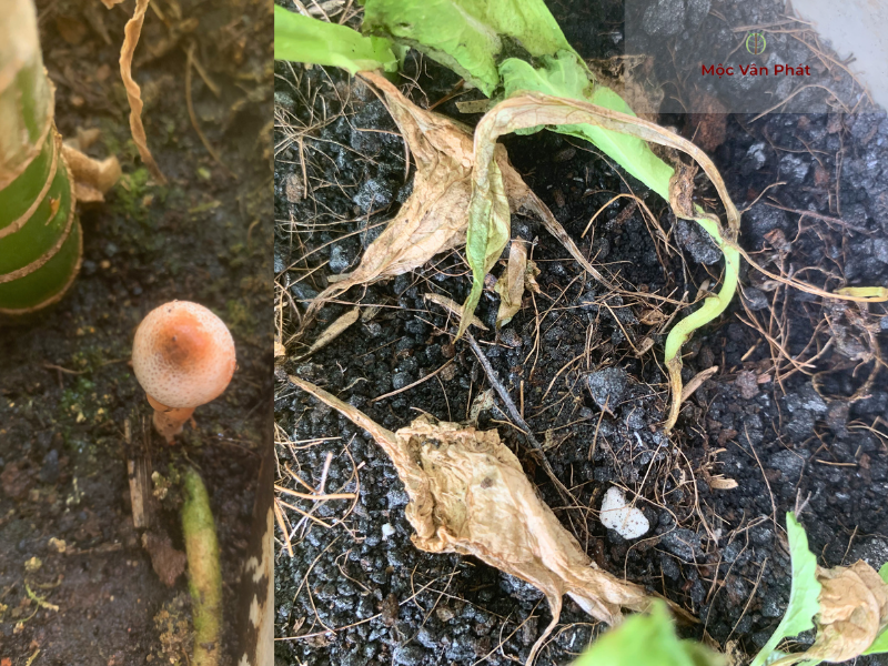 Nhà_phố_và_chung_cư_vì_sao_cây_cứ_chết_dần