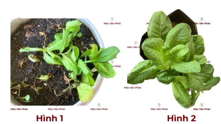 So sánh cách cứu cây bị yếu Hình 1 cây héo do nền trồng cũ, Hình 2 cây hồi sinh xanh tốt nhờ giá thể Mộc Vân Phát