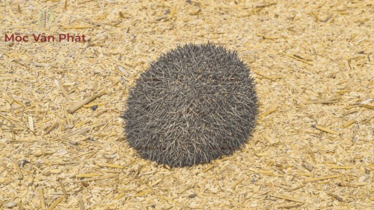 Tác dụng của trấu vàng và trấu hun trồng cây trong việc chống nén chặt