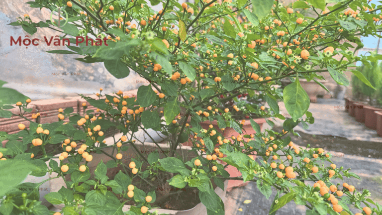 cách chọn đất trồng cây trong chậu tại nhà vườn Đà Lạt