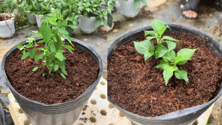 cách chọn nền trồng cây tại nhà vườn Đà Lạt