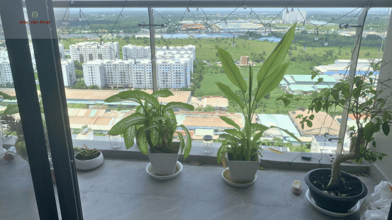 cây_trồng_tại_ban_công