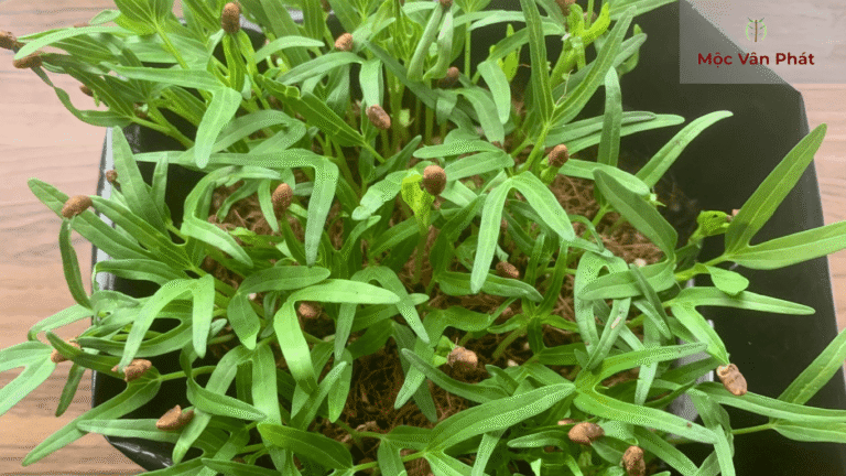 cây_vẫn_phát_triển_bình_thường