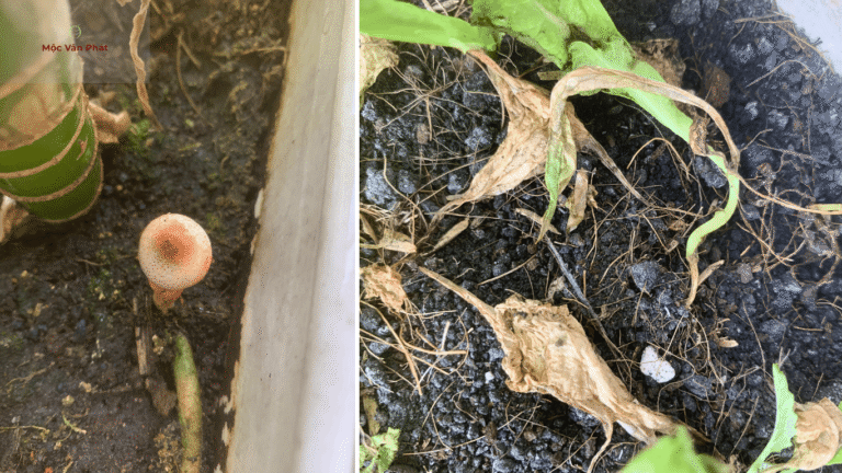 đất_giữ_ẩm_lâu_nguyên_nhân_khiến_cây_chết_dần