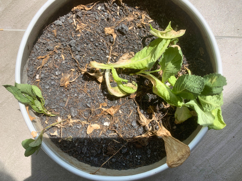 đất_trồng_cây_đóng_bao