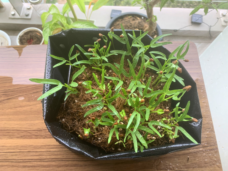 giá_thể_thoát_nước_tốt_giúp_cây_bứt_phá