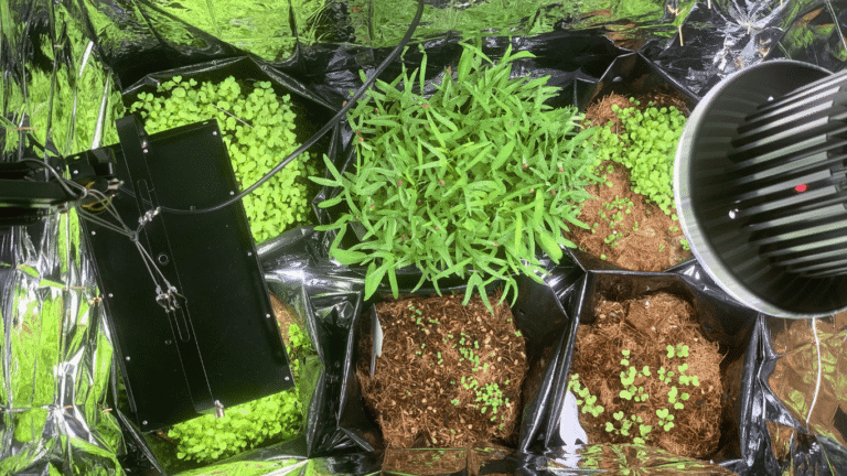 khi_nền_trồng_đúng_cây_tự_khắc_xanh_tốt