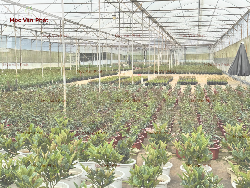 một_ngày_ở_nhà_vườn_Đà_Lạt