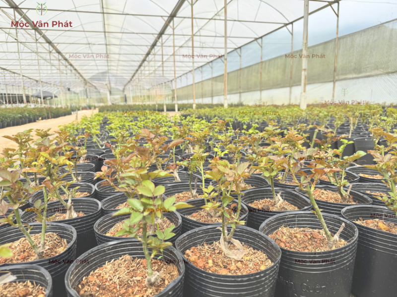 nhà_vườn_chọn_nền_trồng_thế_nào