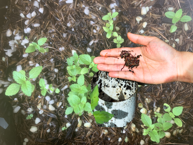 phân_trùn_quế (1)