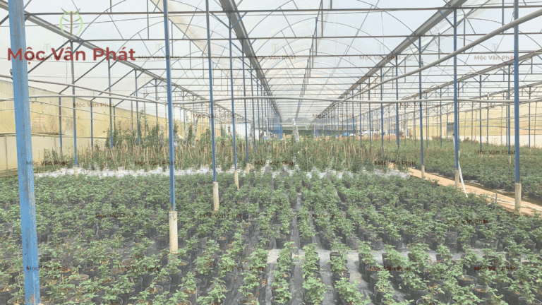 quan_sát_thực_tế_từ_nhà_vườn