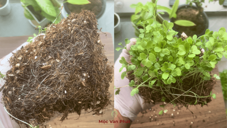 so_sánh_hai_bộ_rễ