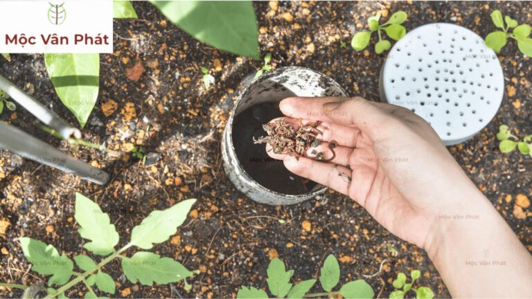 tác dụng của phân trùn quế