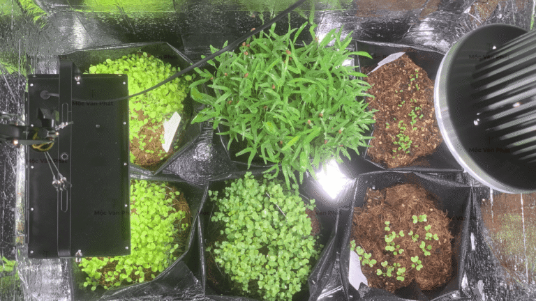 trichoderma_có_mật_độ_vi_sinh_cao