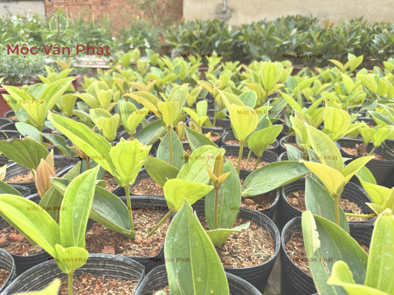 vì_sao_nhà_vườn_hiếm_khi_dùng_đất_nặng_khi_trồng_cây_trong_chậu